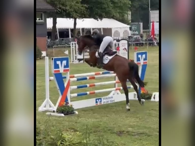 Oldenburger Springpferd Wallach 7 Jahre 168 cm Brauner in Uedem