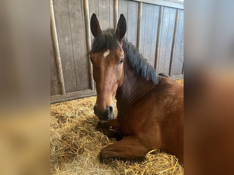 Oldenburger Springpferd Wallach 7 Jahre 168 cm Brauner in Uedem