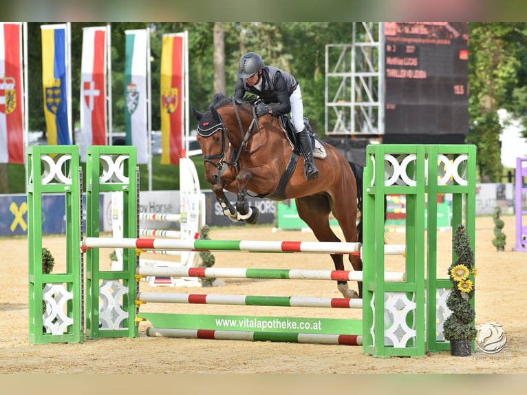 Oldenburger Springpferd Wallach 7 Jahre 168 cm Brauner in PenigPenig