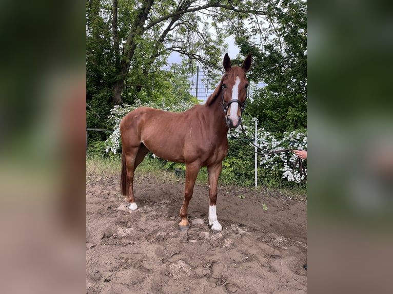 Oldenburger Springpferd Wallach 7 Jahre 168 cm Fuchs in Lärz