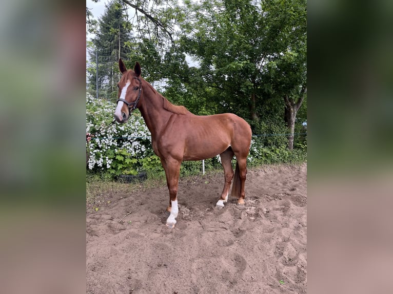 Oldenburger Springpferd Wallach 7 Jahre 168 cm Fuchs in Lärz