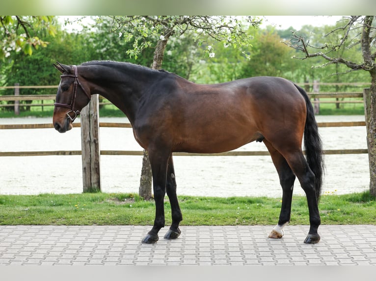 Oldenburger Springpferd Wallach 7 Jahre 168 cm in Lastrup