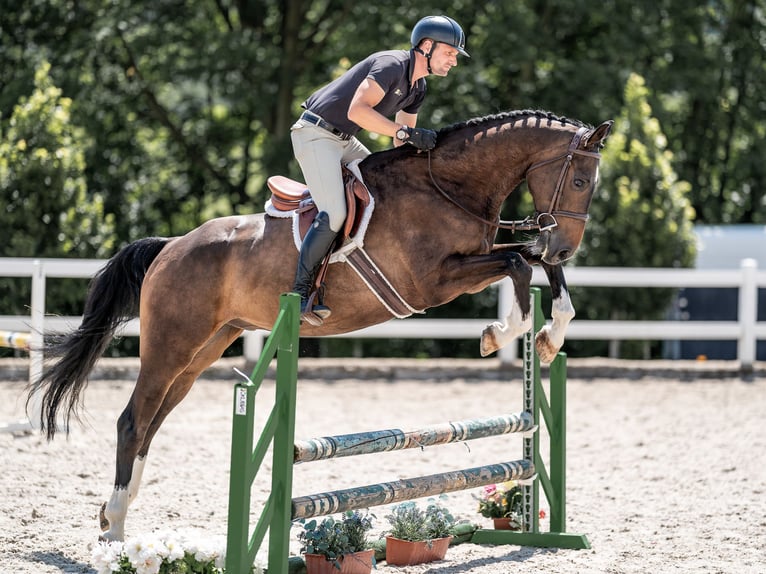 Oldenburger Springpferd Wallach 7 Jahre 168 cm Rotbrauner in Zduchovice