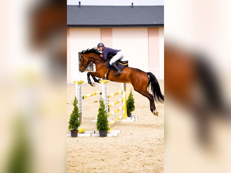 Oldenburger Springpferd Wallach 7 Jahre 168 cm Rotbrauner in W&#x105;wa&#x142;