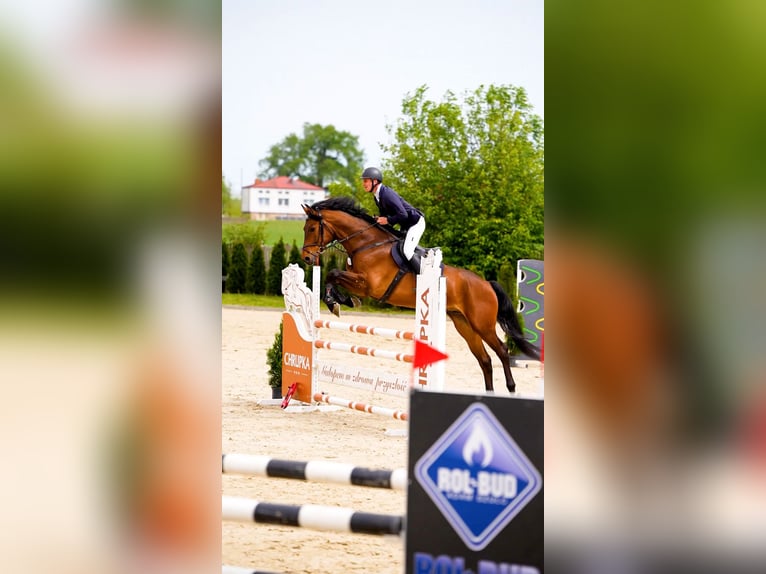 Oldenburger Springpferd Wallach 7 Jahre 168 cm Rotbrauner in W&#x105;wa&#x142;