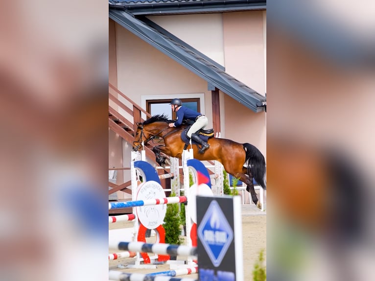 Oldenburger Springpferd Wallach 7 Jahre 168 cm Rotbrauner in W&#x105;wa&#x142;