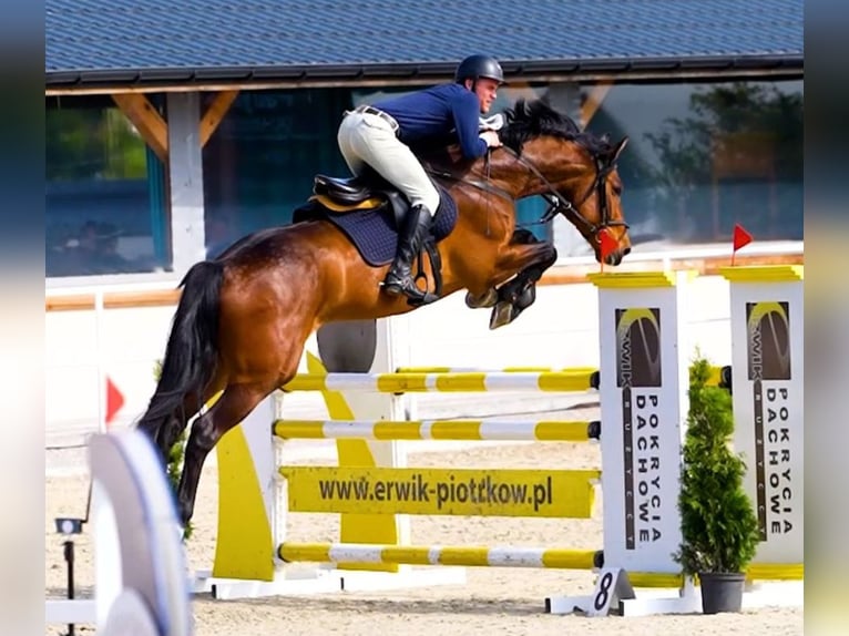 Oldenburger Springpferd Wallach 7 Jahre 168 cm Rotbrauner in W&#x105;wa&#x142;
