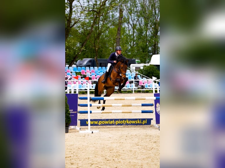Oldenburger Springpferd Wallach 7 Jahre 168 cm Rotbrauner in W&#x105;wa&#x142;