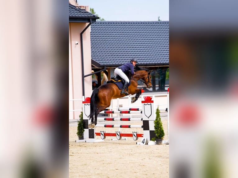 Oldenburger Springpferd Wallach 7 Jahre 168 cm Rotbrauner in W&#x105;wa&#x142;
