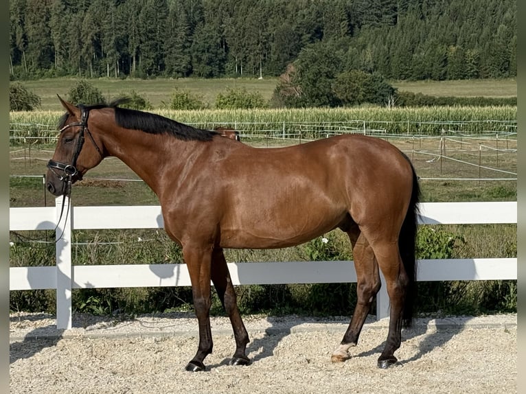 Oldenburger Springpferd Wallach 7 Jahre 169 cm Brauner in Ebenweiler