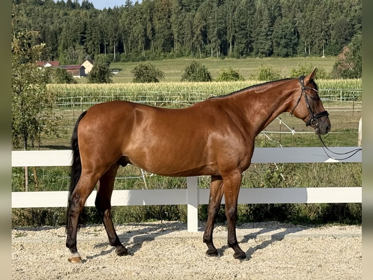 Oldenburger Springpferd Wallach 7 Jahre 169 cm Brauner in Ebenweiler