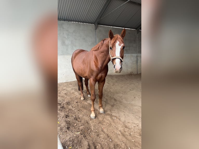 Oldenburger Springpferd Wallach 7 Jahre 169 cm Fuchs in Ziepel