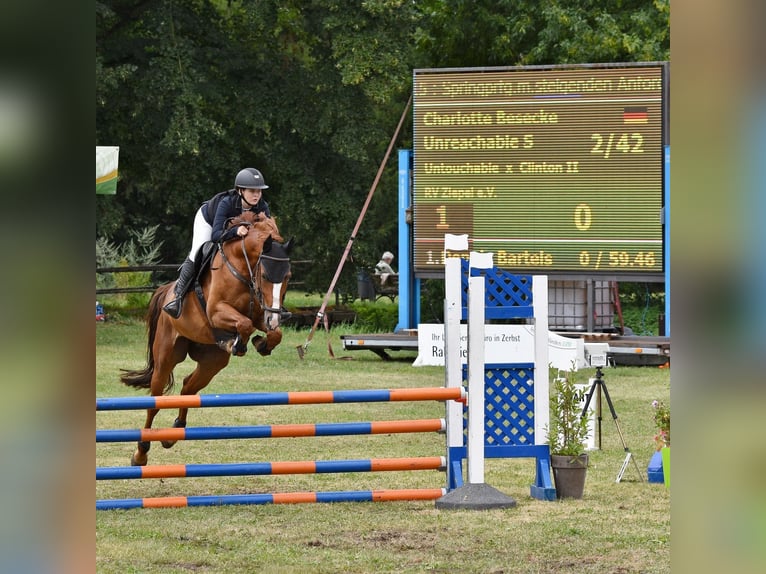 Oldenburger Springpferd Wallach 7 Jahre 169 cm Fuchs in Ziepel