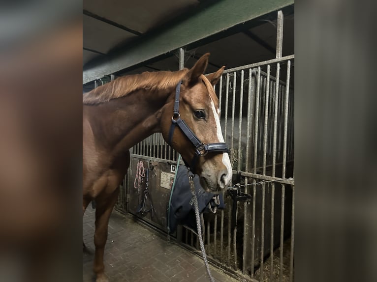 Oldenburger Springpferd Wallach 7 Jahre 169 cm Fuchs in Ziepel