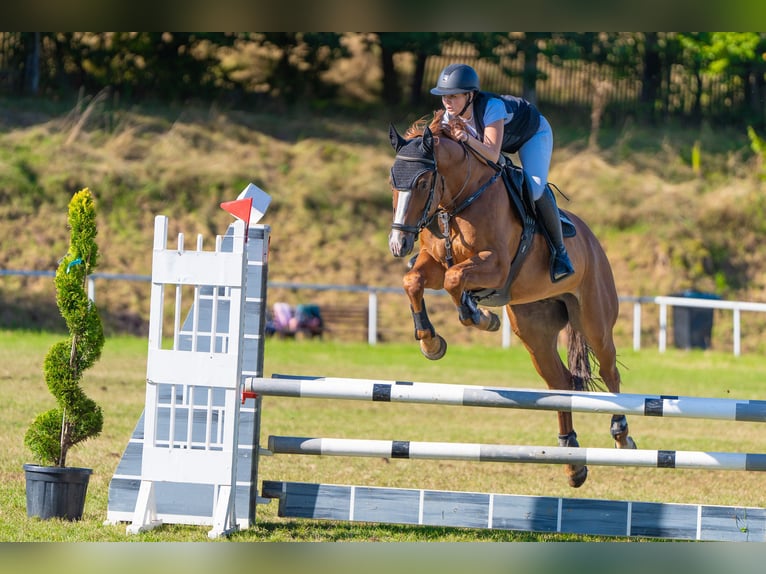 Oldenburger Springpferd Wallach 7 Jahre 169 cm Fuchs in Ziepel