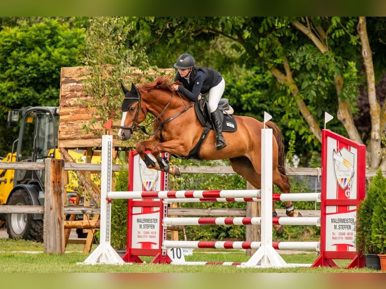 Oldenburger Springpferd Wallach 7 Jahre 169 cm Fuchs in Ziepel