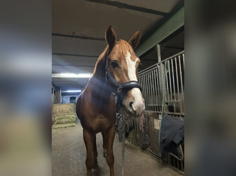 Oldenburger Springpferd Wallach 7 Jahre 169 cm Fuchs in Ziepel