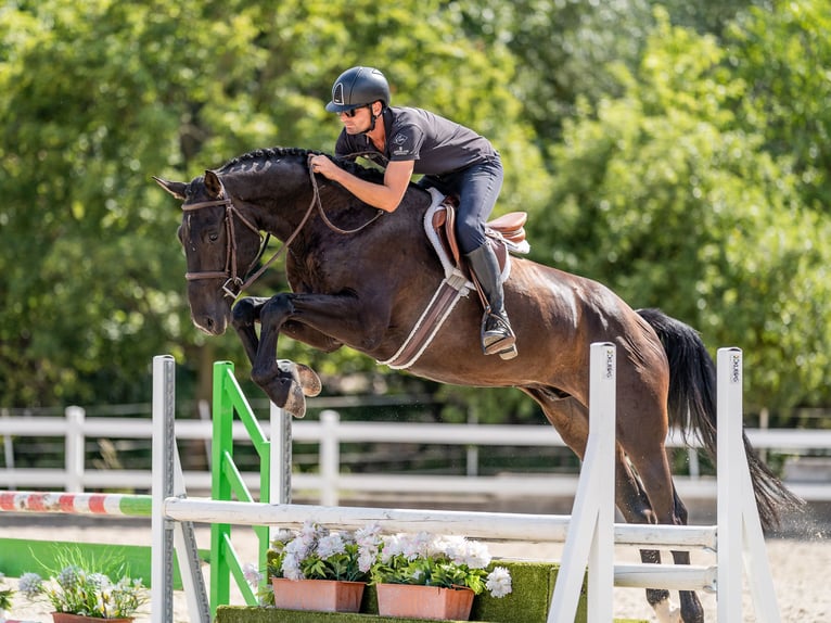 Oldenburger Springpferd Wallach 7 Jahre 169 cm Rappe in Zduchovice