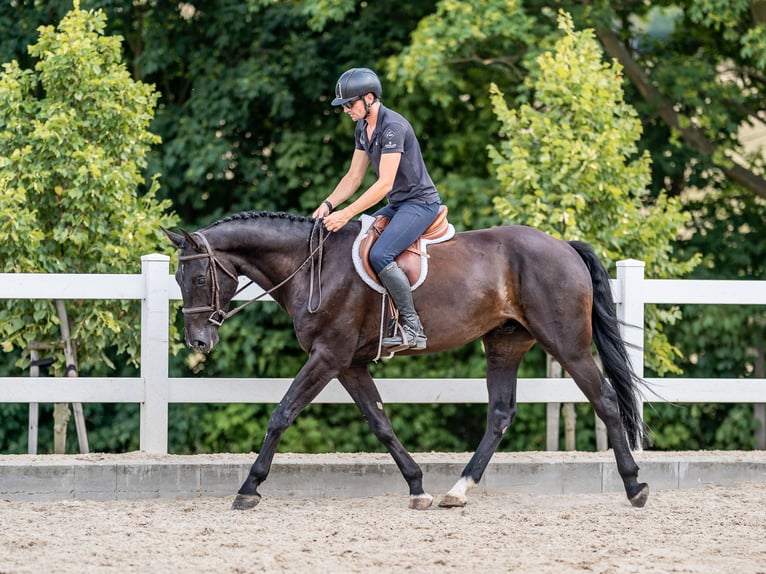 Oldenburger Springpferd Wallach 7 Jahre 169 cm Rappe in Zduchovice