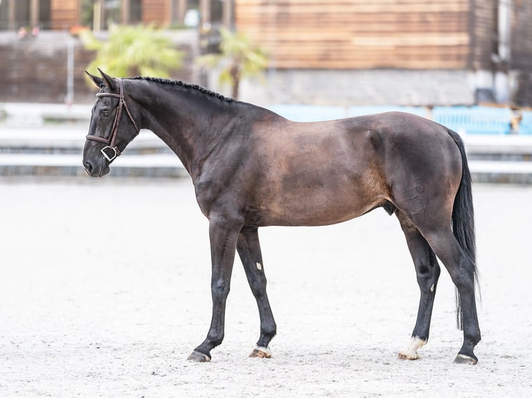 Oldenburger Springpferd Wallach 7 Jahre 169 cm Rappe in Zduchovice