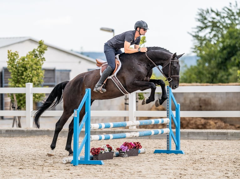 Oldenburger Springpferd Wallach 7 Jahre 169 cm Rappe in Zduchovice