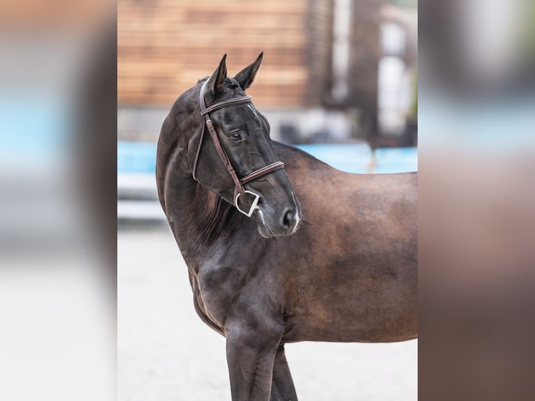 Oldenburger Springpferd Wallach 7 Jahre 169 cm Rappe in Zduchovice