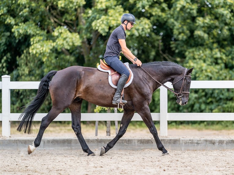 Oldenburger Springpferd Wallach 7 Jahre 169 cm Rappe in Zduchovice