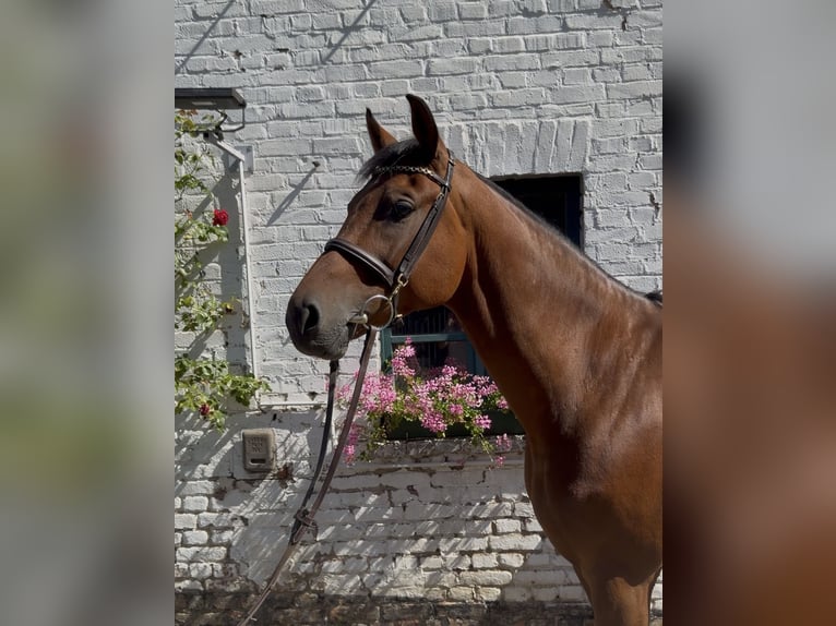 Oldenburger Springpferd Wallach 7 Jahre 170 cm Brauner in Bergisch Gladbach