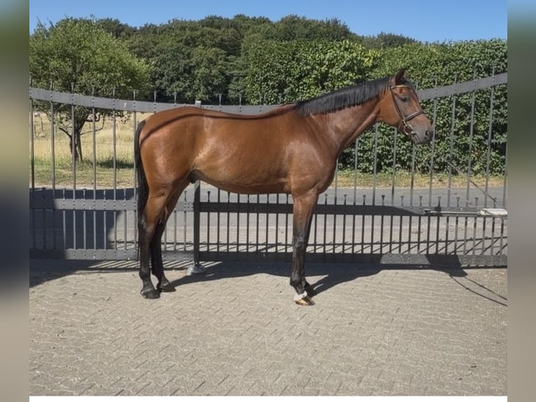 Oldenburger Springpferd Wallach 7 Jahre 170 cm Brauner in Bergisch Gladbach