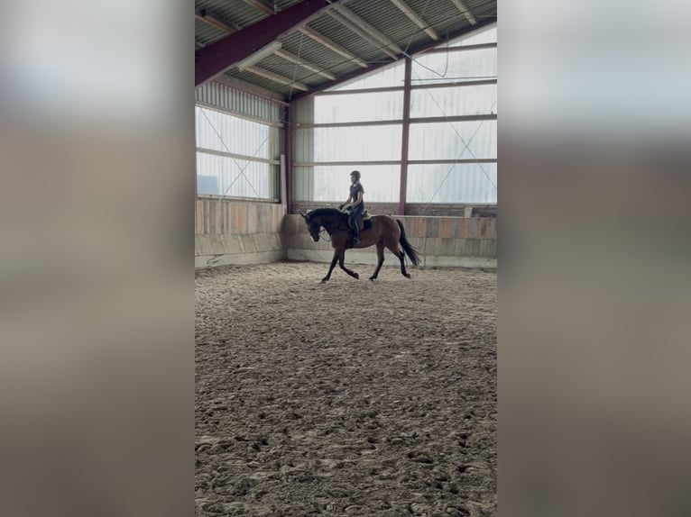 Oldenburger Springpferd Wallach 7 Jahre 170 cm Brauner in S&#xFC;dbrookmerland