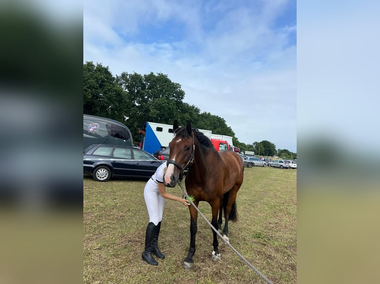 Oldenburger Springpferd Wallach 7 Jahre 170 cm Brauner in S&#xFC;dbrookmerland