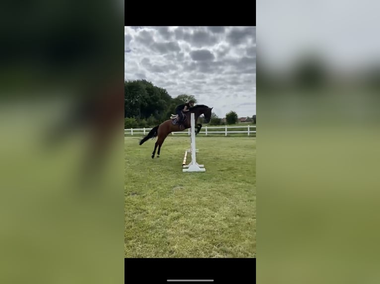 Oldenburger Springpferd Wallach 7 Jahre 170 cm Brauner in S&#xFC;dbrookmerland