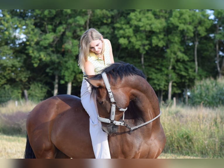 Oldenburger Springpferd Wallach 7 Jahre 170 cm Brauner in S&#xFC;dbrookmerland