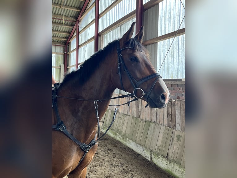 Oldenburger Springpferd Wallach 7 Jahre 170 cm Brauner in S&#xFC;dbrookmerland