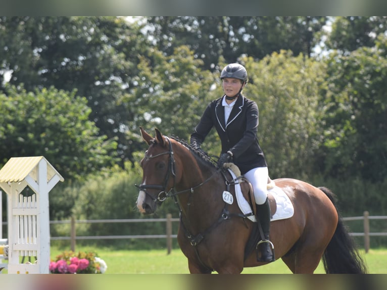 Oldenburger Springpferd Wallach 7 Jahre 170 cm Brauner in S&#xFC;dbrookmerland