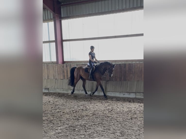 Oldenburger Springpferd Wallach 7 Jahre 170 cm Brauner in S&#xFC;dbrookmerland