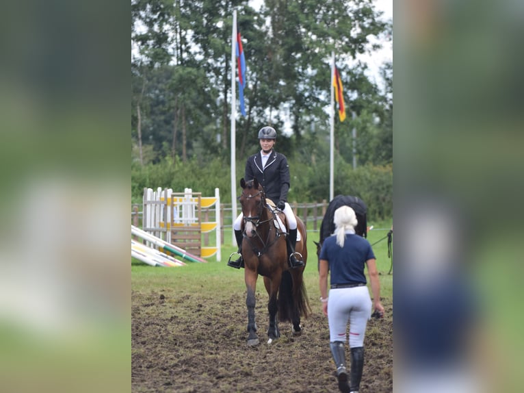 Oldenburger Springpferd Wallach 7 Jahre 170 cm Brauner in S&#xFC;dbrookmerland
