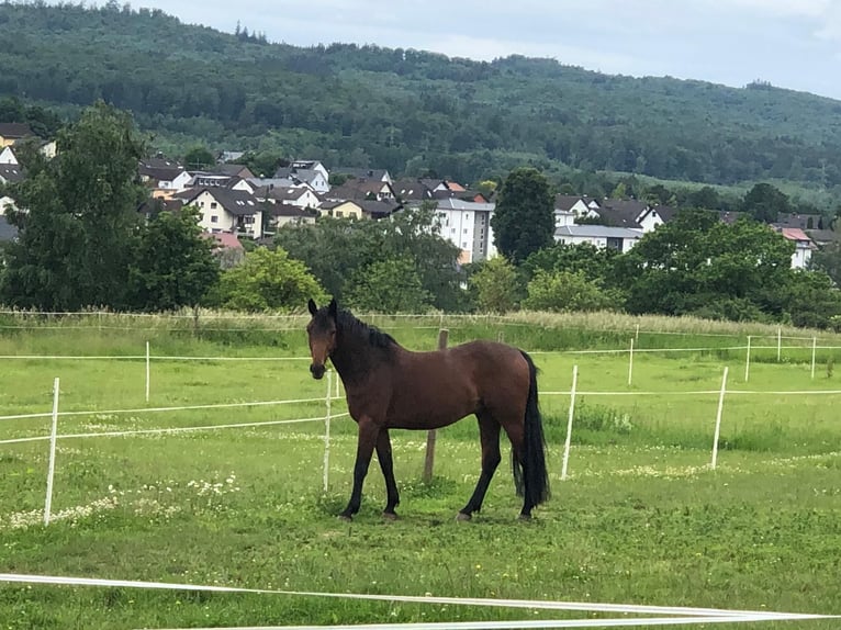 Oldenburger Springpferd Wallach 7 Jahre 170 cm Brauner in Hessisch Lichtenau