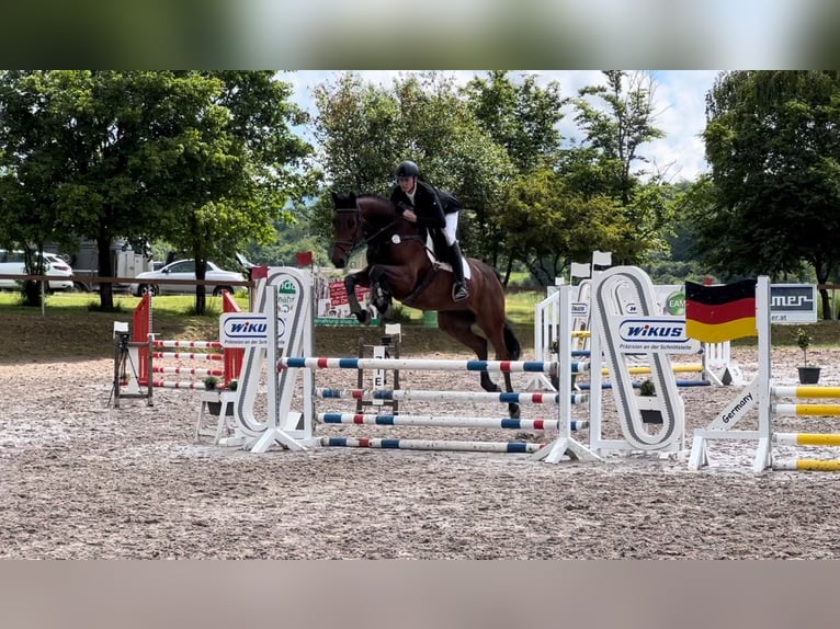 Oldenburger Springpferd Wallach 7 Jahre 170 cm Brauner in Hessisch Lichtenau