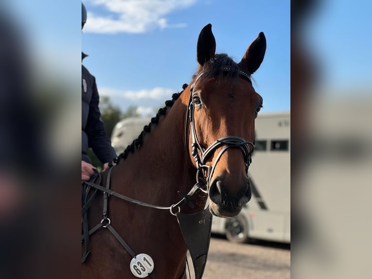 Oldenburger Springpferd Wallach 7 Jahre 170 cm Brauner in Hessisch Lichtenau