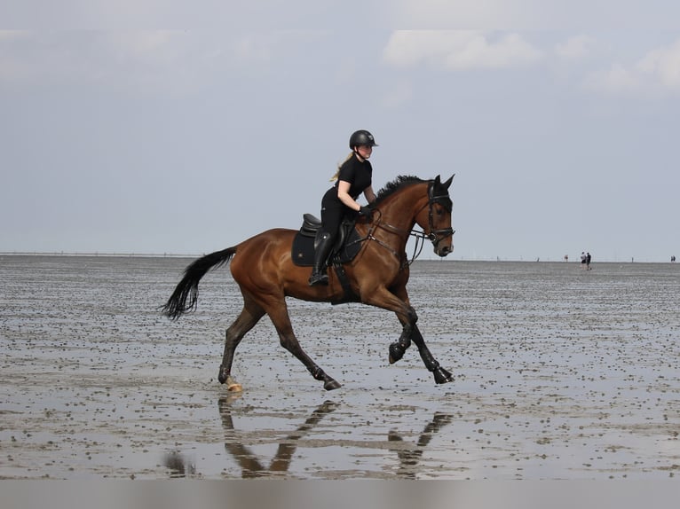Oldenburger Springpferd Wallach 7 Jahre 170 cm Brauner in Pulheim