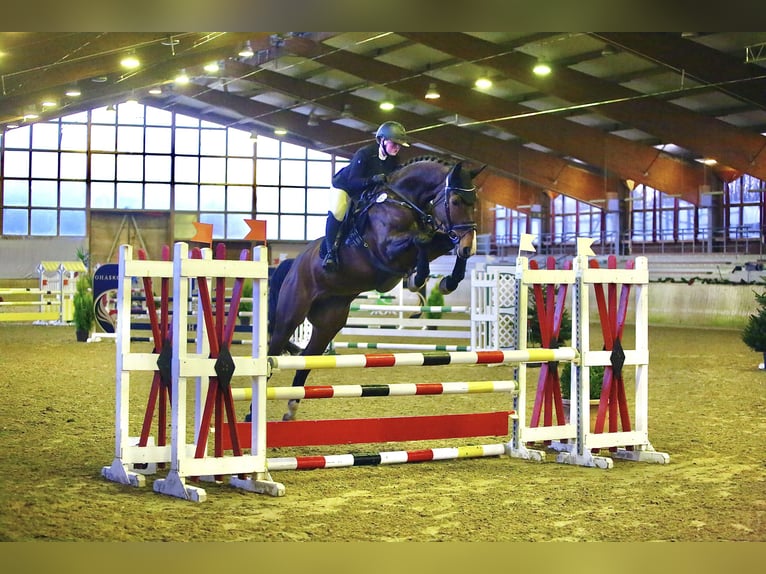 Oldenburger Springpferd Wallach 7 Jahre 170 cm Brauner in Pulheim