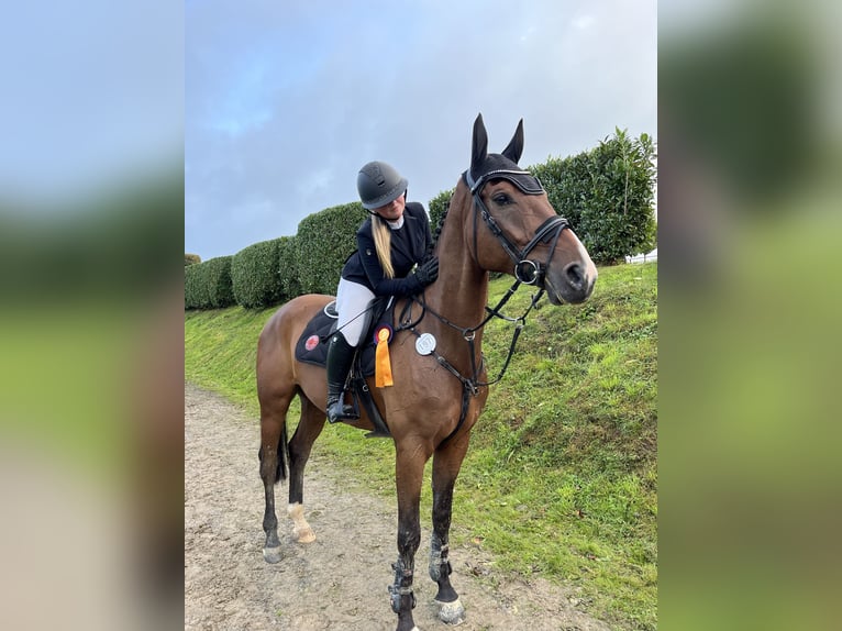 Oldenburger Springpferd Wallach 7 Jahre 170 cm Brauner in Pulheim