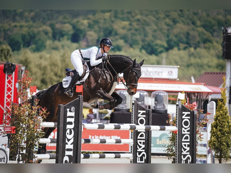 Oldenburger Springpferd Wallach 7 Jahre 170 cm Dunkelbrauner in NeuensteinNeuenstein