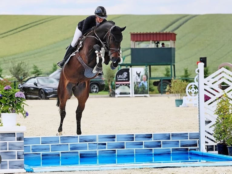 Oldenburger Springpferd Wallach 7 Jahre 170 cm Dunkelbrauner in NeuensteinNeuenstein