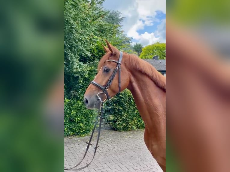 Oldenburger Springpferd Wallach 7 Jahre 170 cm Fuchs in Vechta