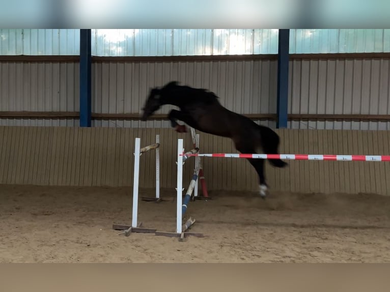 Oldenburger Springpferd Wallach 7 Jahre 170 cm Rappe in Munster