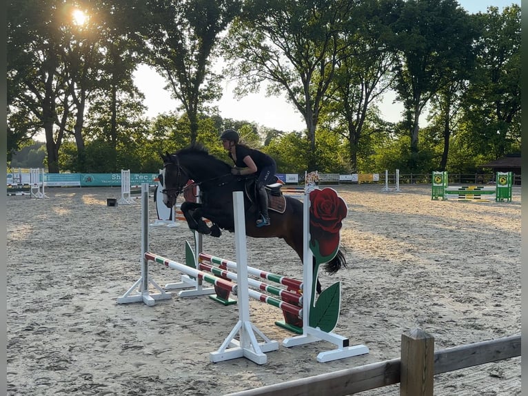 Oldenburger Springpferd Wallach 7 Jahre 170 cm Rappe in Munster