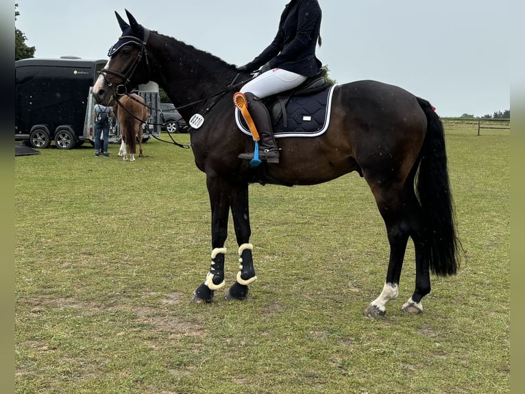 Oldenburger Springpferd Wallach 7 Jahre 170 cm Rappe in Munster