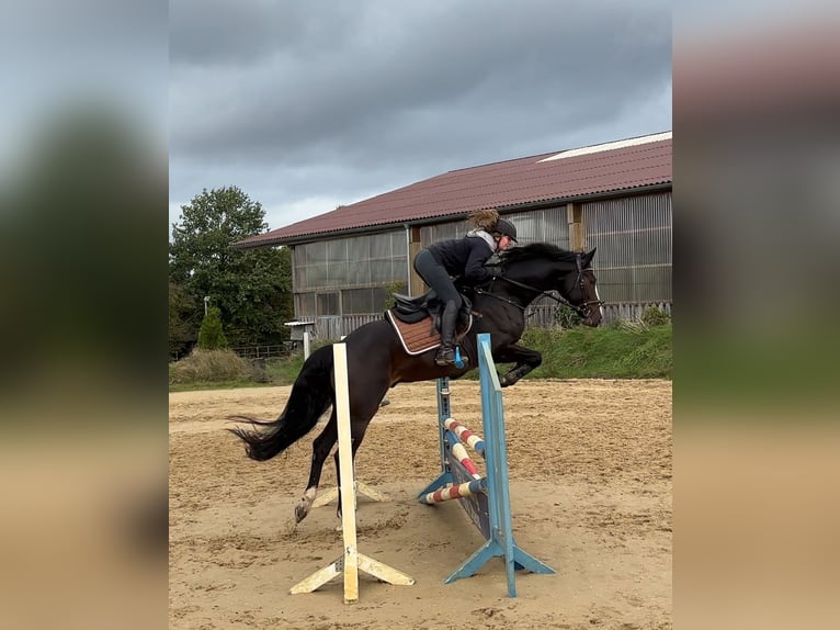 Oldenburger Springpferd Wallach 7 Jahre 170 cm Rappe in Munster